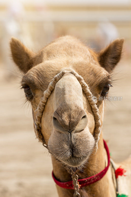 阿拉伯民族卡塔尔骆驼肖像