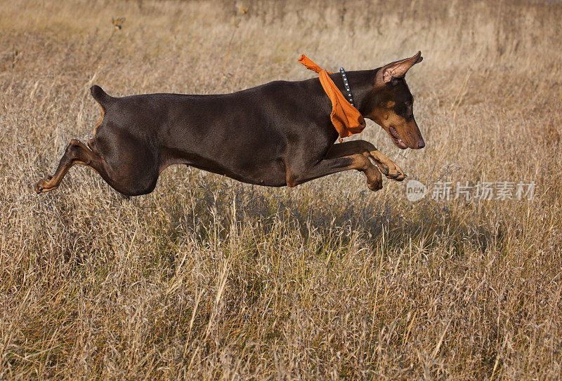 狩猎杜宾犬奔跑，跳跃，飞越草地
