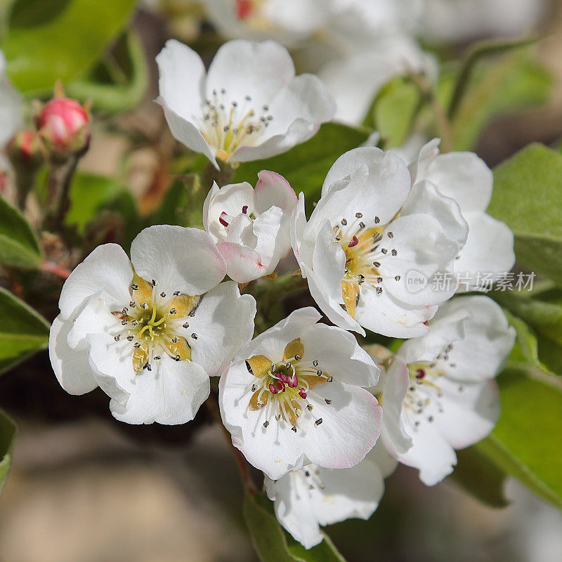 梨树盛开的花朵在春天的宏