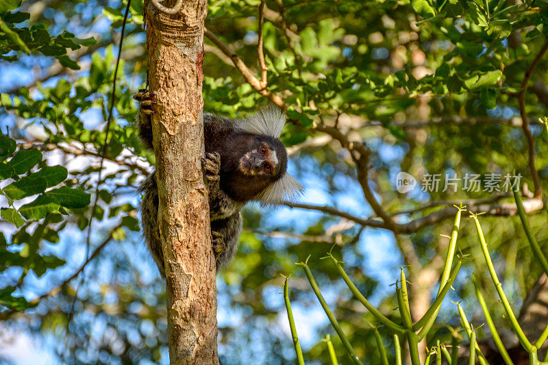 巴西伯南布哥的利莫埃罗，来自南美的动物小猴子(青喙金丝雀)站在树枝上看着照相机