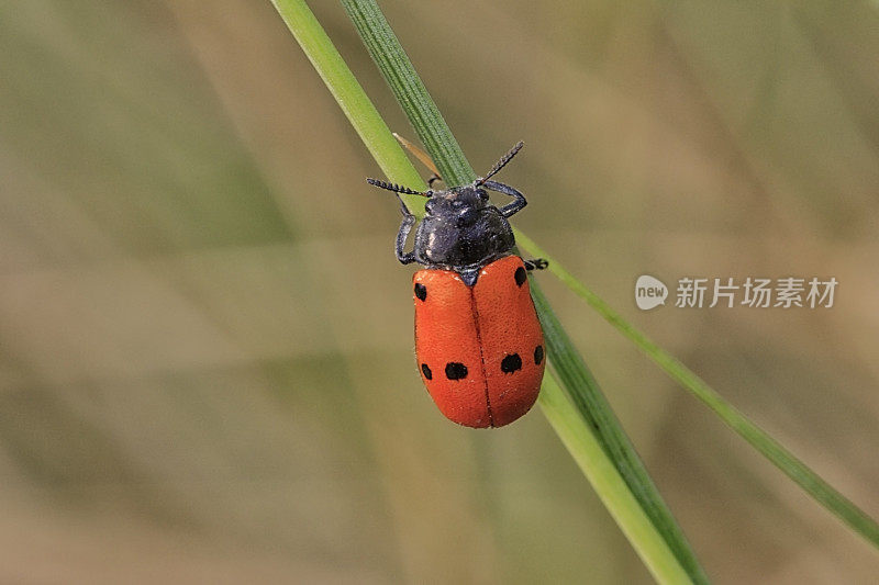 六点克莱斯特(甲虫)