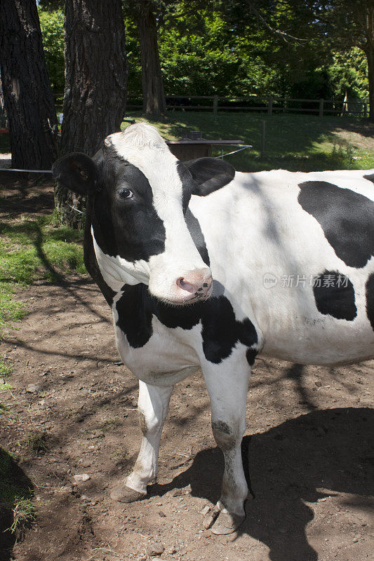 美丽的荷斯坦奶牛的特写。