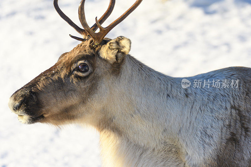 冬天，挪威北部的驯鹿在雪地里吃草