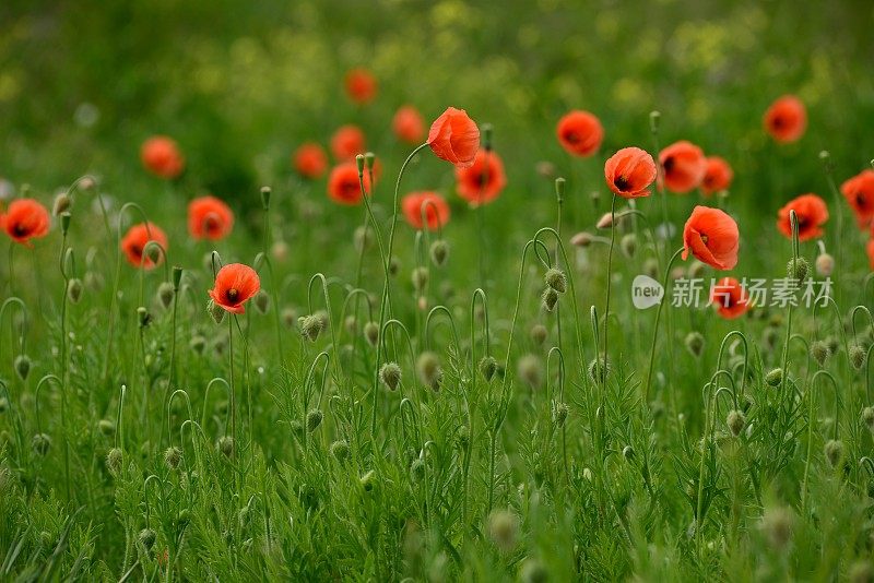 罂粟草地，泽西，英国