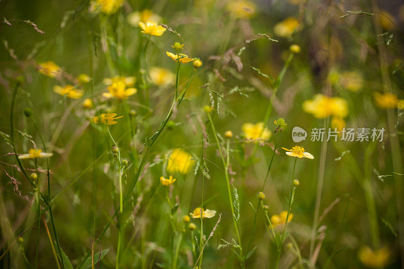 黄色的花