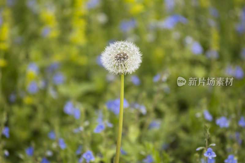 单蒲公英种子球花在多彩的草地在春天