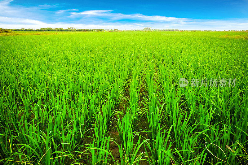 稻田景观天空美丽的田野