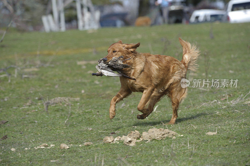 金毛猎犬和鸭子