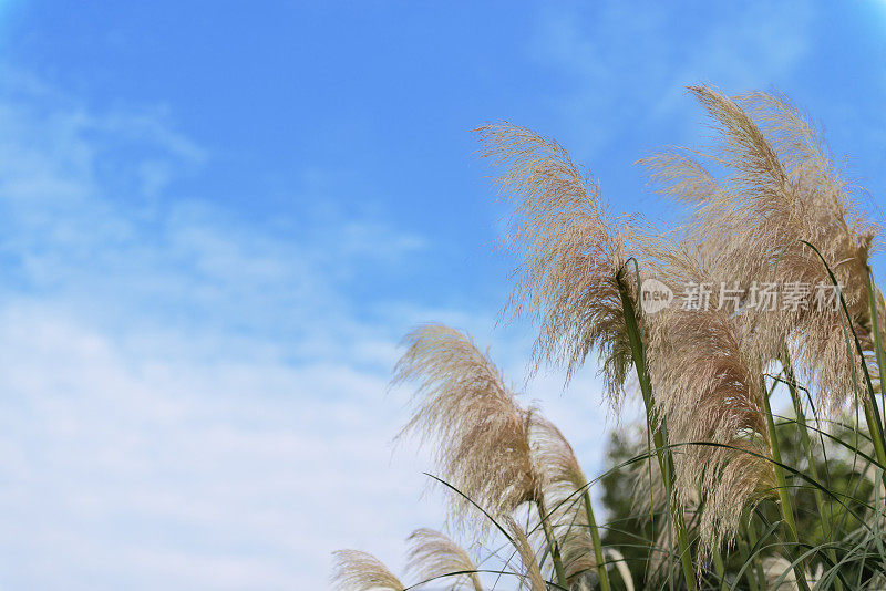 芦苇和天空