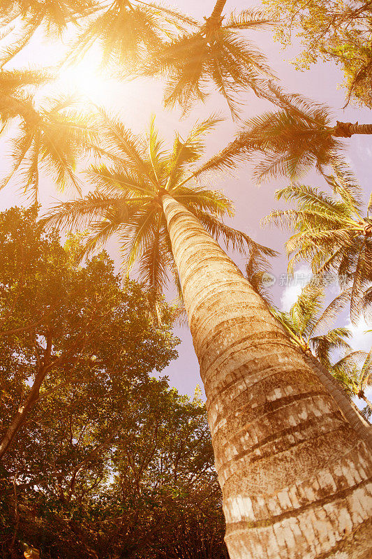 棕榈树的森林阳光