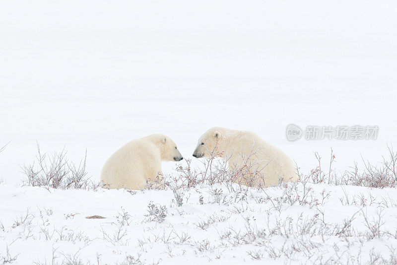 北极熊的爱