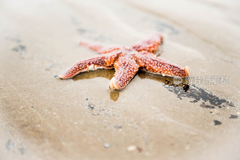 海滩上的海星