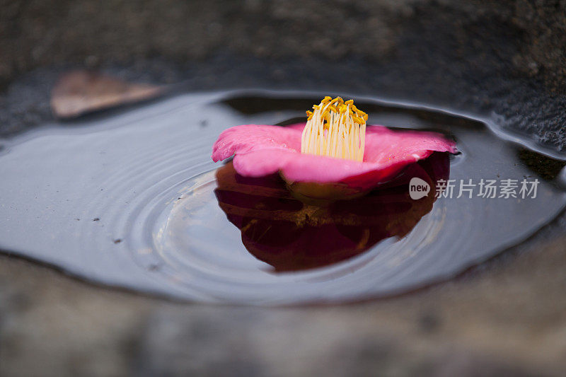 水坑里的粉红色的花