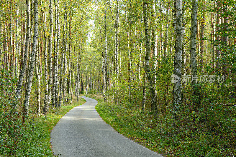 蜿蜒的道路穿过桦树林