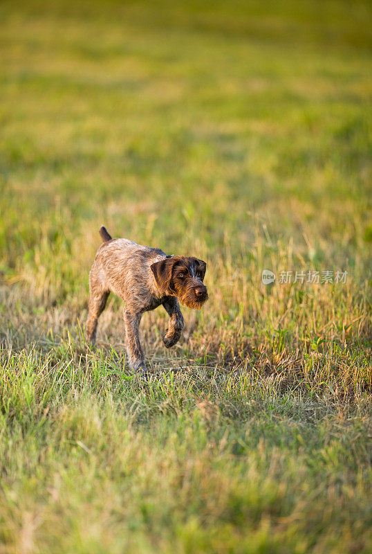 在夏日黄昏的田野上，小狗在狩猎
