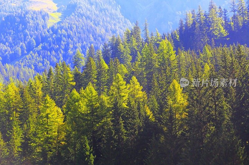 高山松林郁郁葱葱，森林格局背景——瑞士