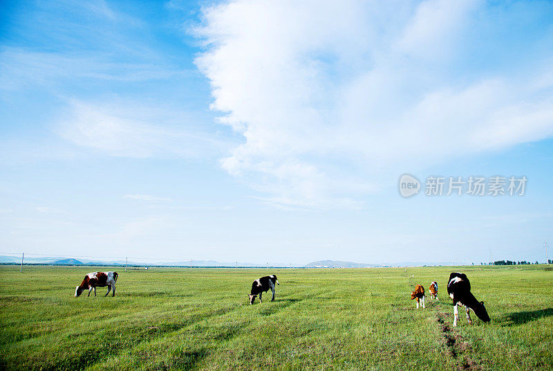 奶牛在绿色的田野上