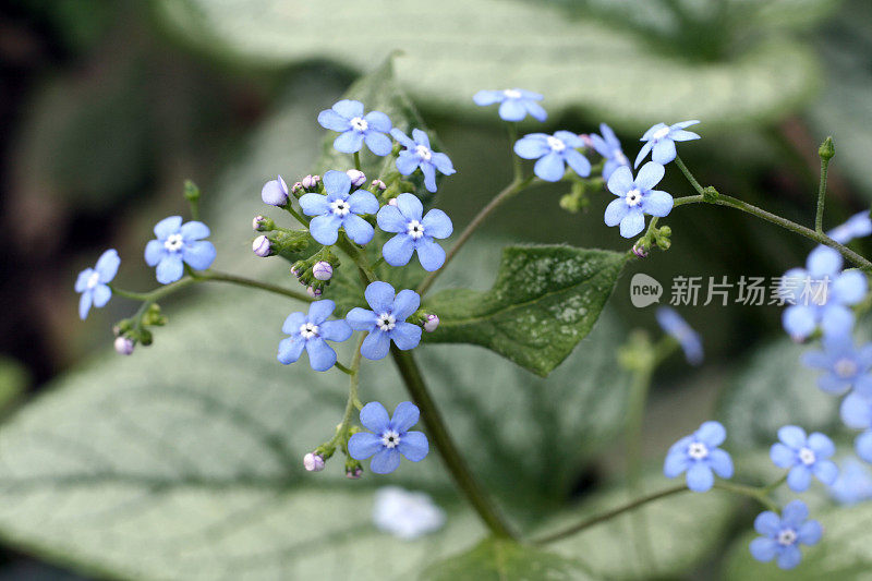 白色开花植物特写