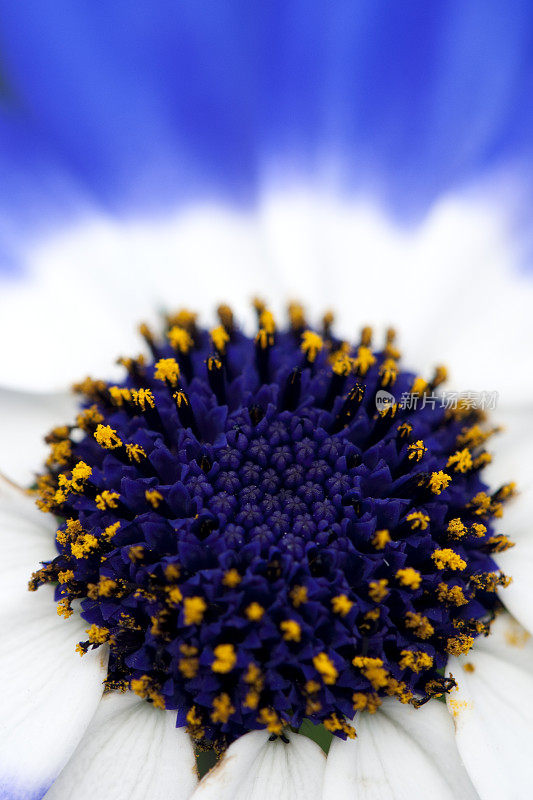 紫花植物特写