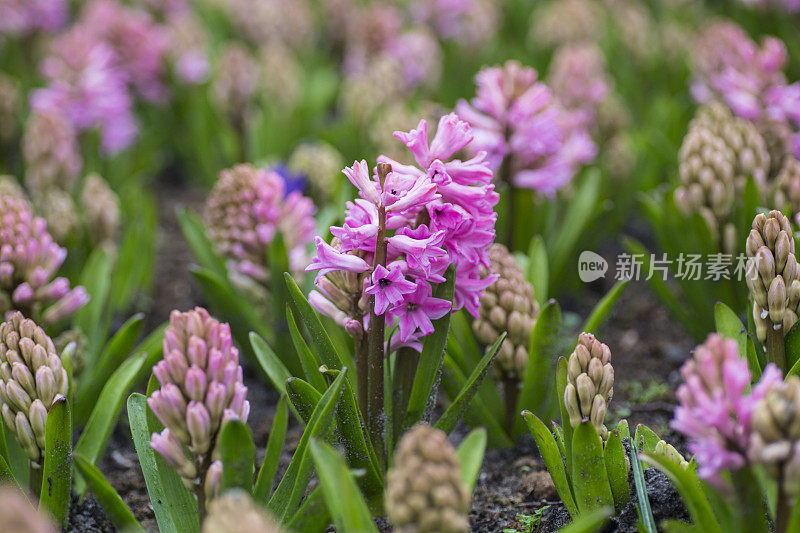 紫色风信子的田野，靠近