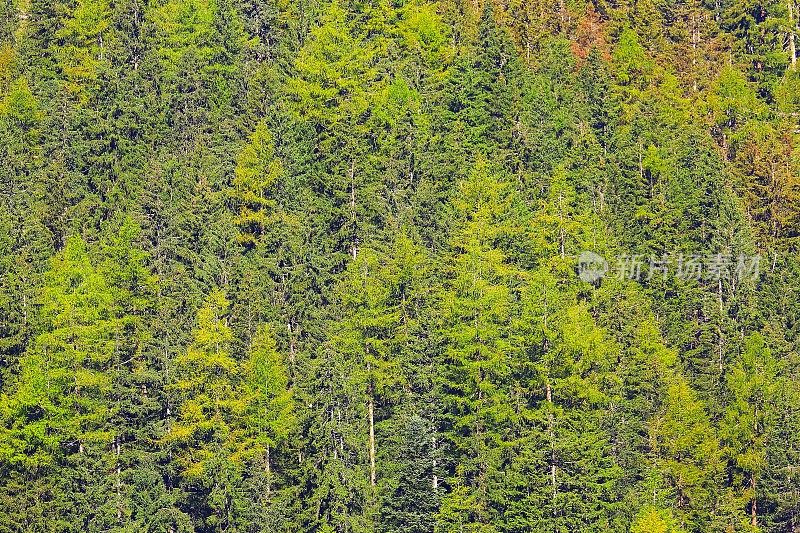 高山松林郁郁葱葱，森林格局背景——瑞士