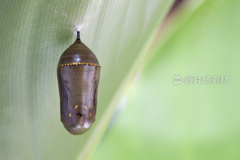 美人蕉叶上的帝王蝶蛹