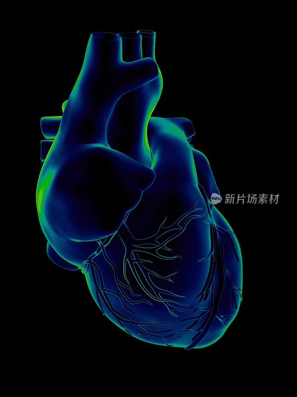 用于医学研究的人类心脏