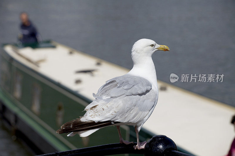 海鸥看着一条狭窄的船经过