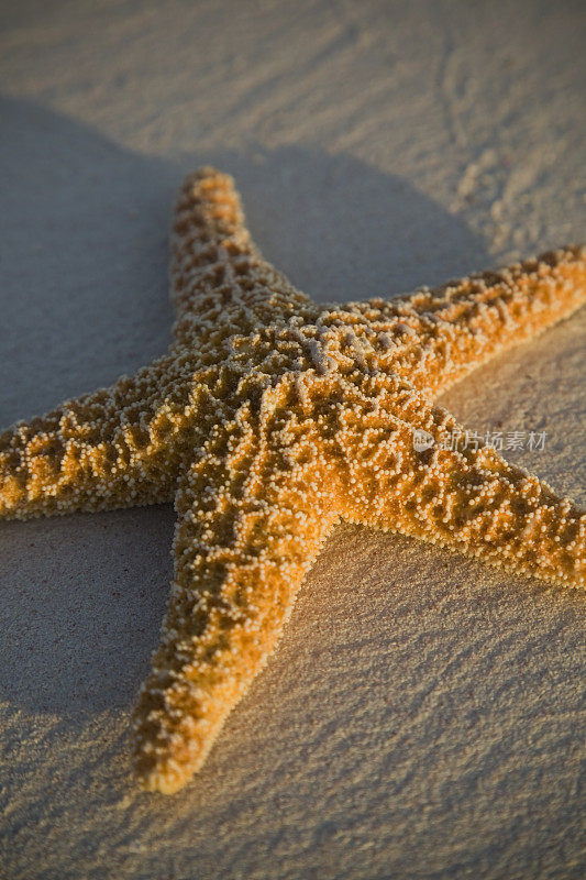 海滩上的海星