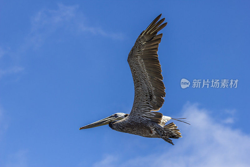 褐鹈鹕飞行