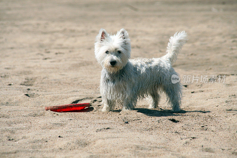 Westie狗想在沙滩上玩飞盘