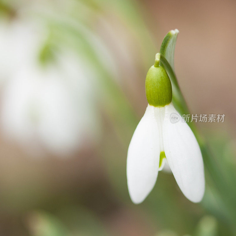 单雪花莲