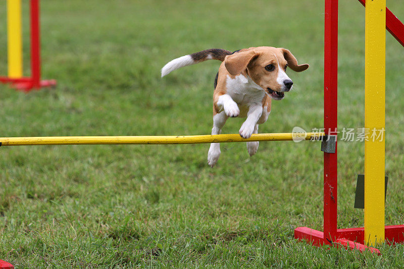 小猎犬号