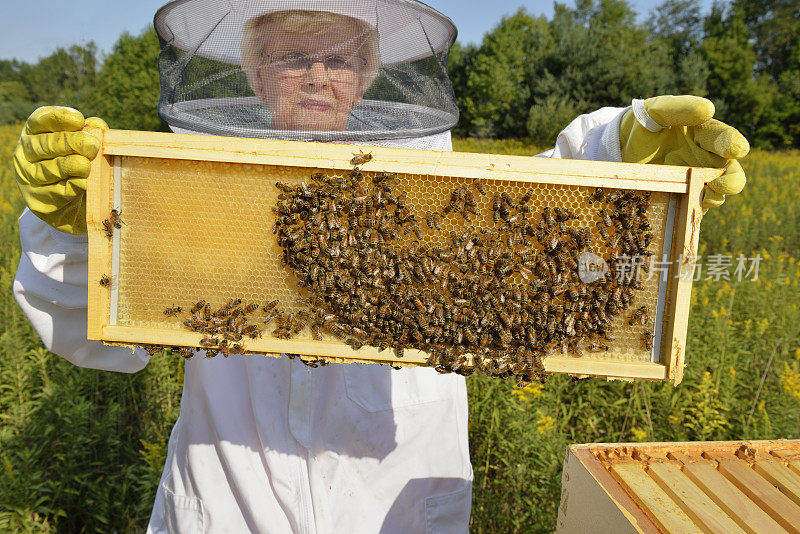 养蜂人检查她的蜂箱