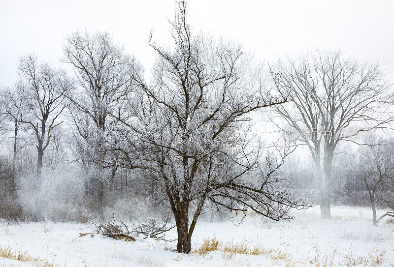 霜冻景观与飘落的雪