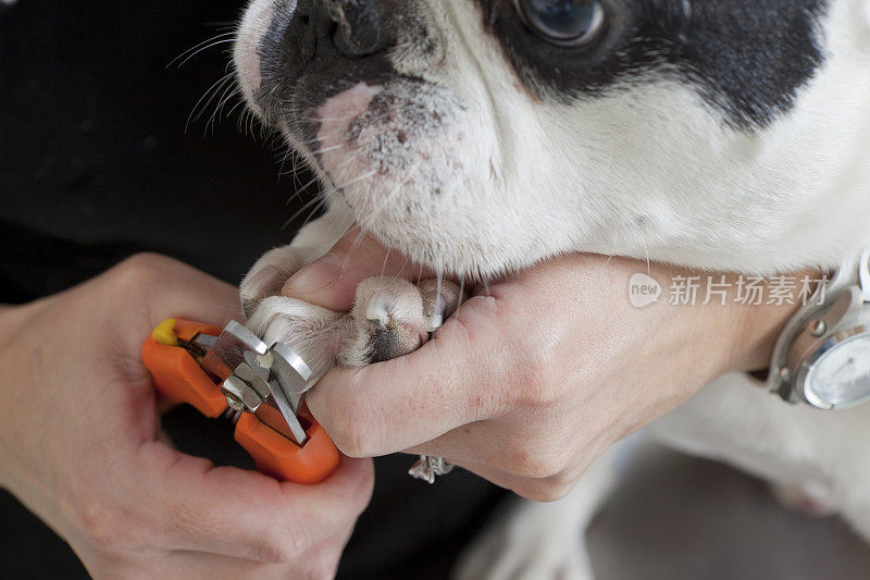 兽医技术员剪辑钉子的法国斗牛犬特写