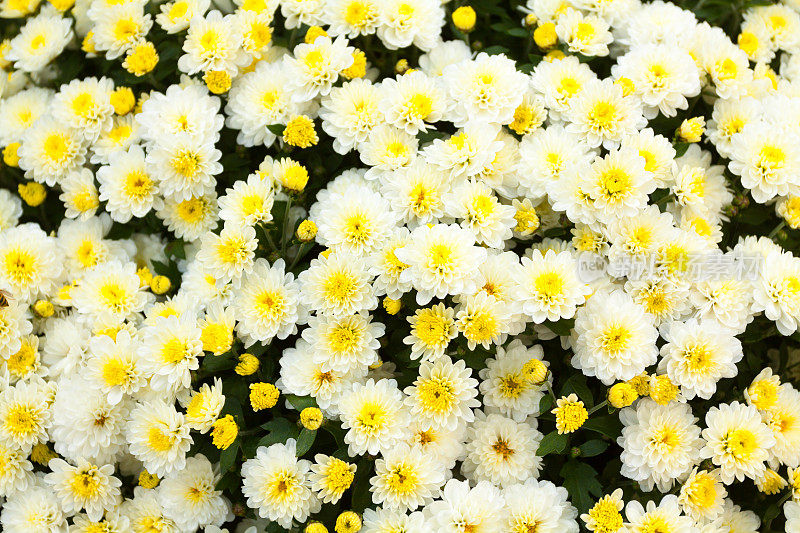 黄白相间的菊花