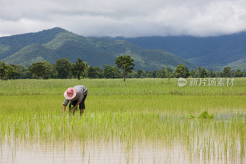种植水稻幼苗，泰国，东南亚。
