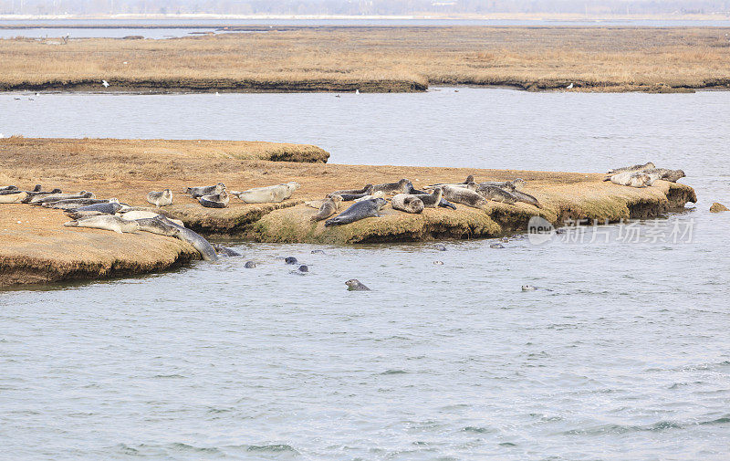美国纽约长岛海岸上的海豹