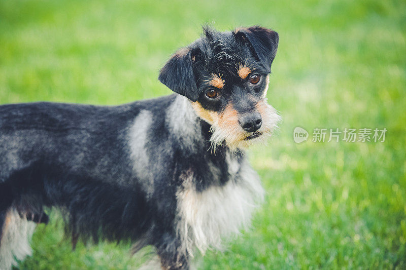 小猎犬站在草地上，一脸悲伤