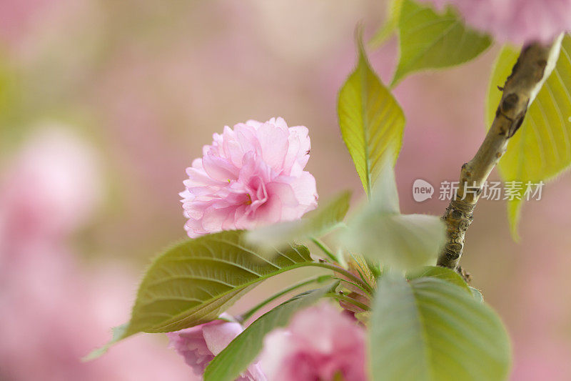 樱花盛开