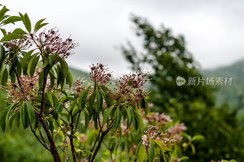 山月桂花蕾与雨点