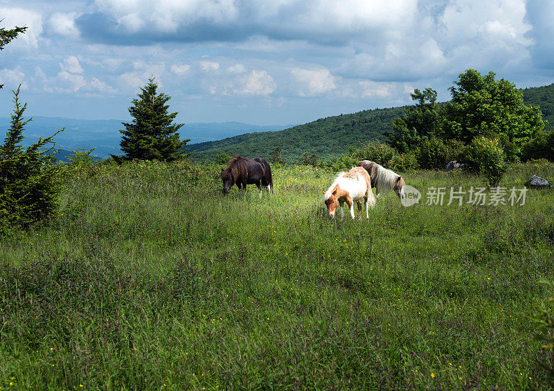 三只在阿巴拉契亚山脉吃草的小马