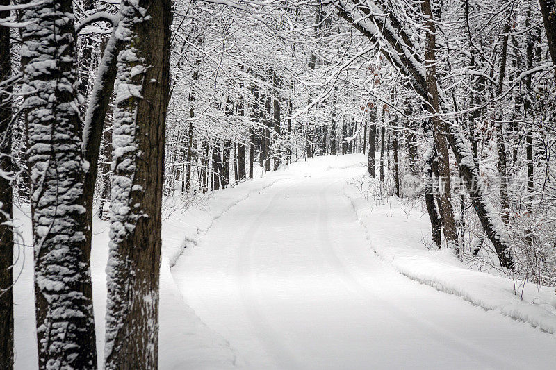 雪林之路