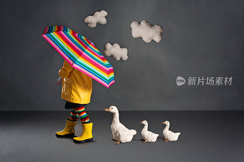 和鸭子一起在雨中漫步