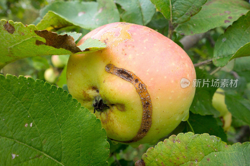 苹果树枝