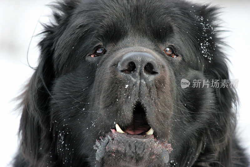 加拿大:雪中的纽芬兰狗