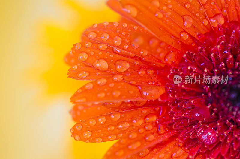 橙色非洲菊的细节与水滴