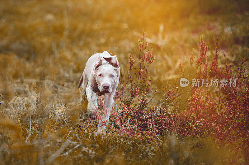 魏玛猎狗幼犬