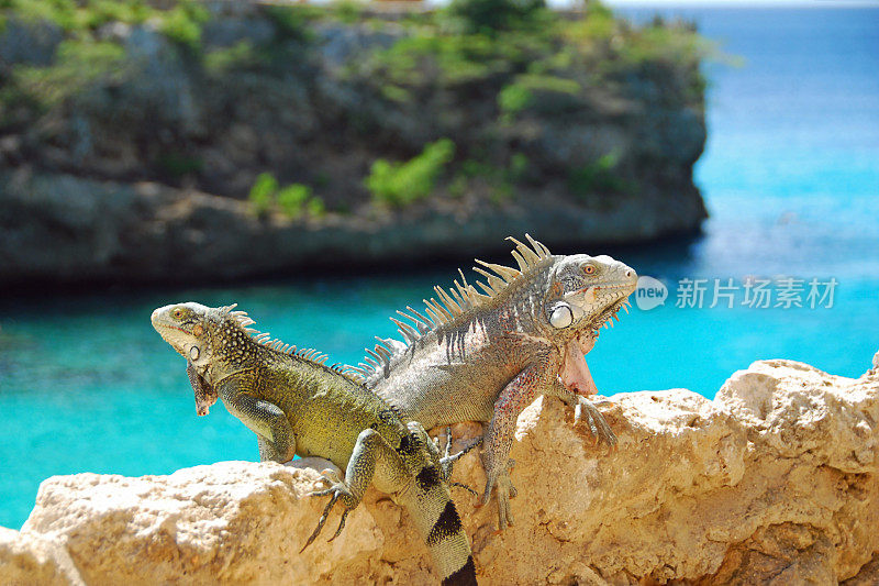 多只鬣蜥高高地坐在加勒比海上